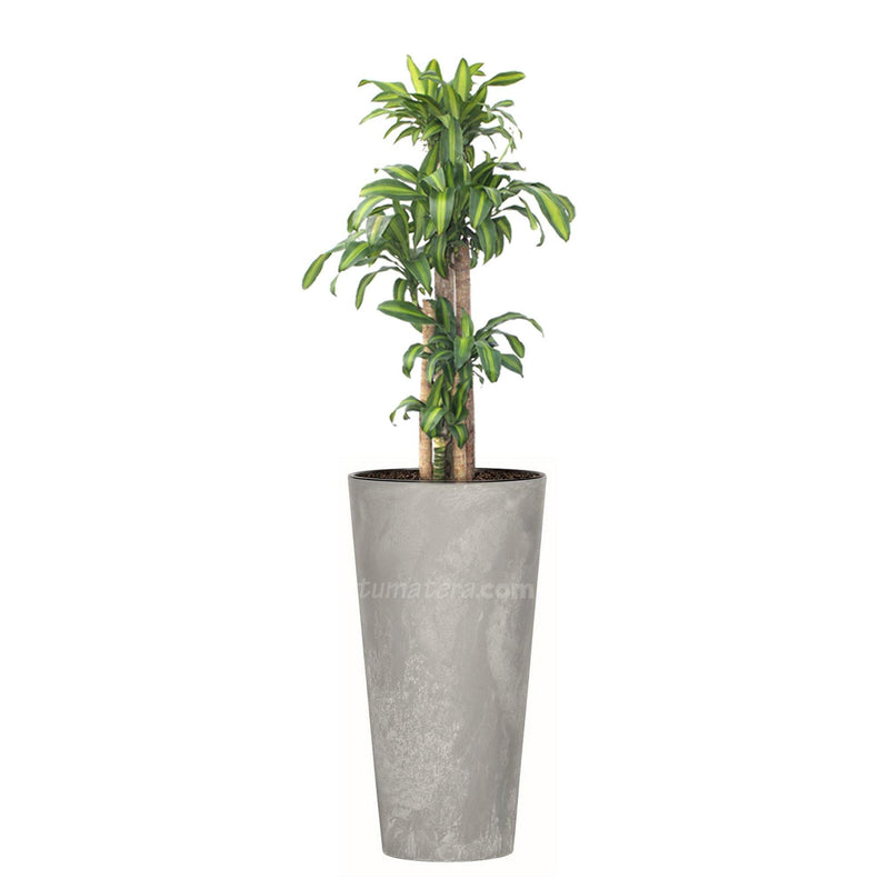 COMBO TUBUS BETON 57 CM CON PALO DE BRASIL - Tumatera.co