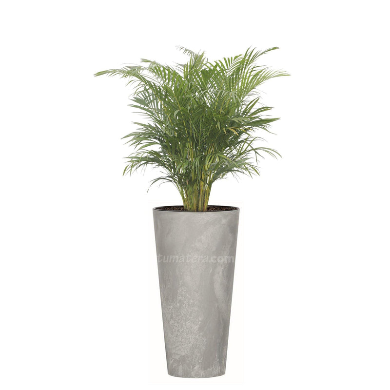 COMBO TUBUS BETON 57 CM CON PALMA ARECA- Tumatera.co
