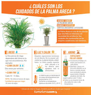 COMBO TUBUS BETON 57 CM CON PALMA ARECA- Tumatera.co