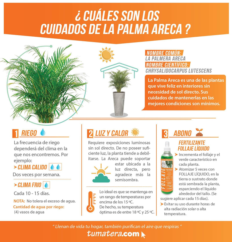 COMBO TUBUS BETON 57 CM CON PALMA ARECA- Tumatera.co