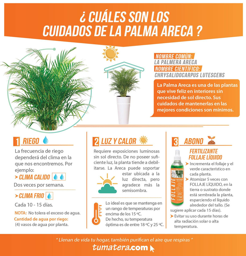 COMBO TUBUS 76 CM CON PALMA ARECA - Tumatera.co