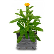 PLANTA AROMÁTICA CALÉNDULA B13 - Tumatera.co