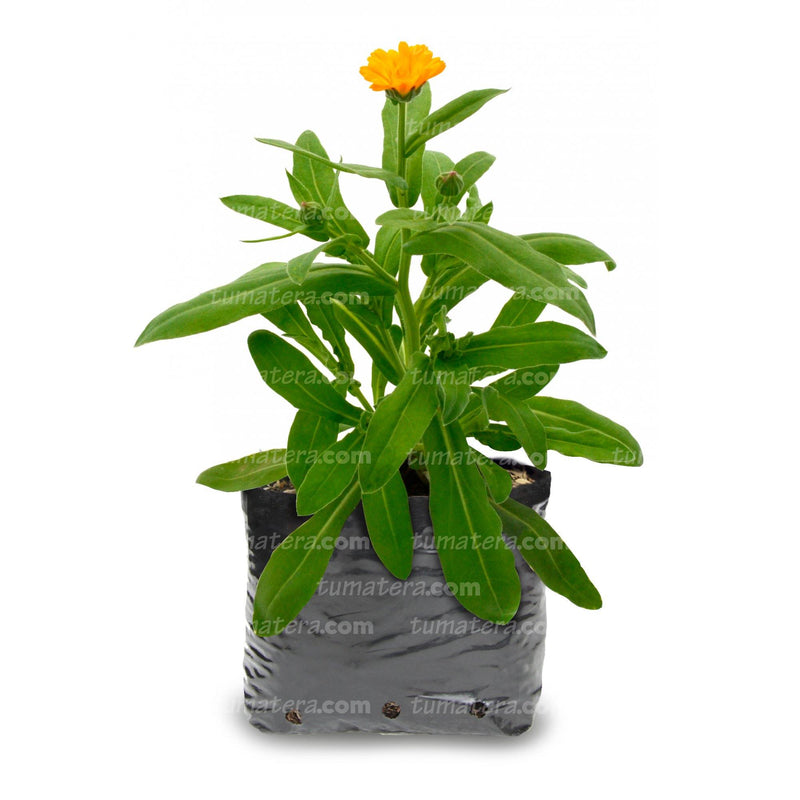 PLANTA AROMÁTICA CALÉNDULA B13 - Tumatera.co