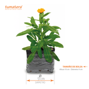 PLANTA AROMÁTICA CALÉNDULA B13 - Tumatera.co