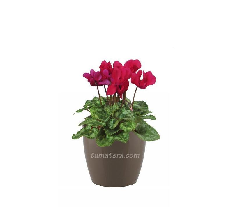 COMBO SAN REMO 16 CM CON VIOLETA DE LOS ALPES - Tumatera.co
