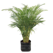 PLANTA PALMA ARECA B35 - Tumatera.co