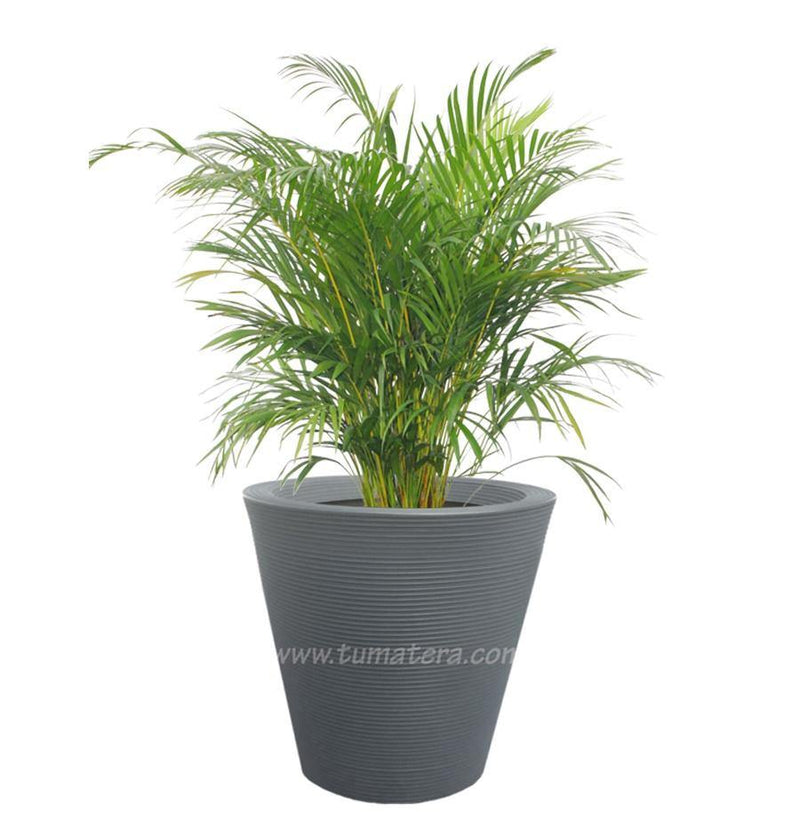COMBO CÓNICA 59 CM CON PALMA ARECA - Tumatera.co