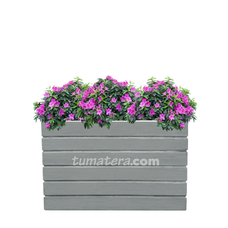 COMBO JARDINERA CEMENTO ACANALADA 100 X 60 CM CON AZALEAS- Tumatera.co