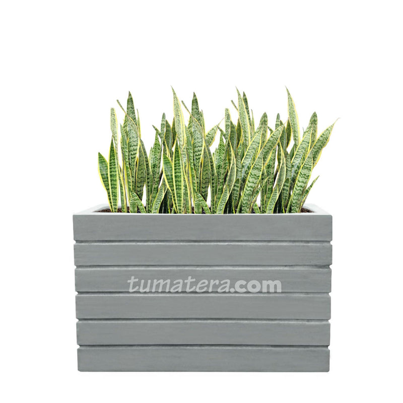 COMBO JARDINERA CEMENTO ACANALADA 100 X 60 CM CON SANSEVIERA- Tumatera.co