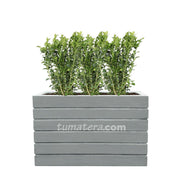 COMBO JARDINERA CEMENTO ACANALADA 100 X 60 CM CON BUXUS- Tumatera.co