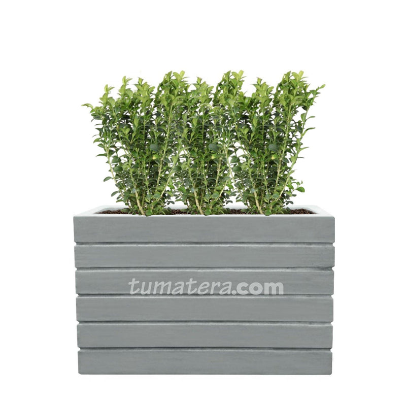 COMBO JARDINERA CEMENTO ACANALADA 100 X 60 CM CON BUXUS- Tumatera.co