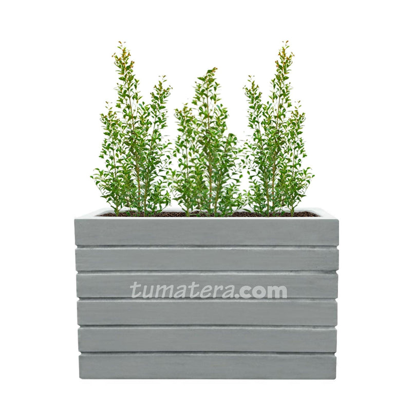 COMBO JARDINERA CEMENTO ACANALADA 100 X 60 CM CON EUGENIAS- Tumatera.co