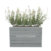 COMBO JARDINERA CEMENTO ACANALADA 100 X 60 CM CON PLANTA SALVIA COLIBRÍ- Tumatera.co