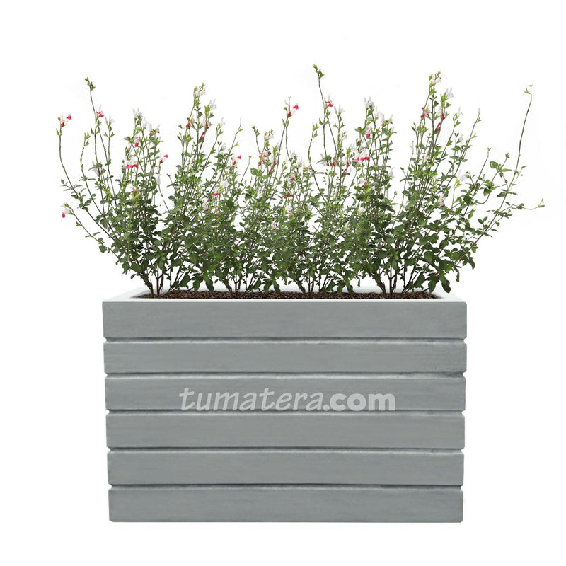 COMBO JARDINERA CEMENTO ACANALADA 100 X 60 CM CON PLANTA SALVIA COLIBRÍ- Tumatera.co