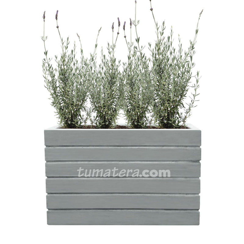 COMBO JARDINERA CEMENTO ACANALADA 100 X 60 CM CON PLANTA LAVANDA- Tumatera.co