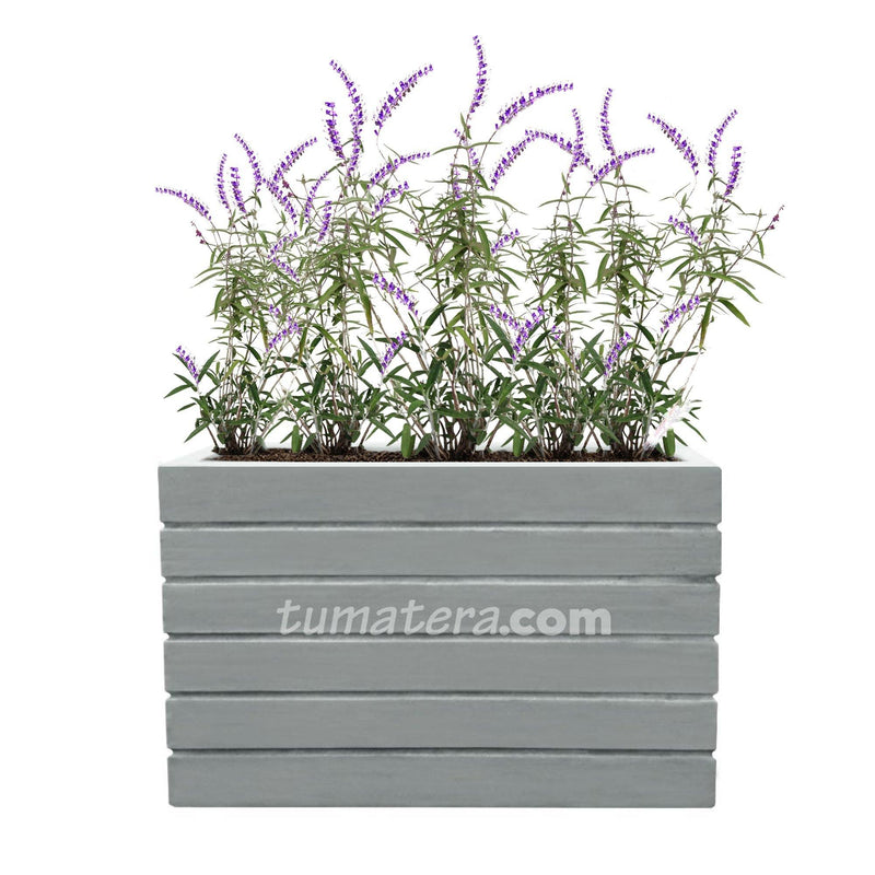 COMBO JARDINERA CEMENTO ACANALADA 100 X 60 CM CON SALVIA MEXICANA- Tumatera.co
