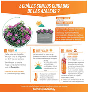 COMBO JARDINERA CEMENTO ACANALADA 100 X 60 CM CON AZALEAS- Tumatera.co