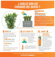 COMBO JARDINERA CEMENTO ACANALADA 100 X 60 CM CON BUXUS- Tumatera.co