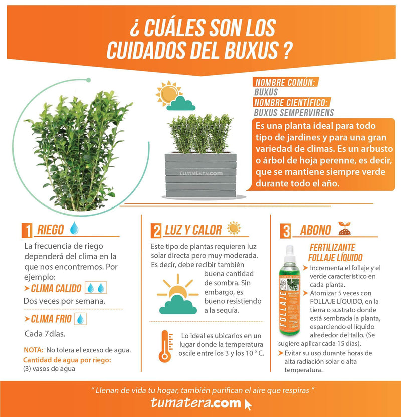 COMBO JARDINERA CEMENTO ACANALADA 100 X 60 CM CON BUXUS- Tumatera.co