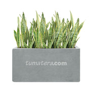 COMBO JARDINERA CEMENTO LISA 100 X 40 CM CON SANSEVIERA- Tumatera.co