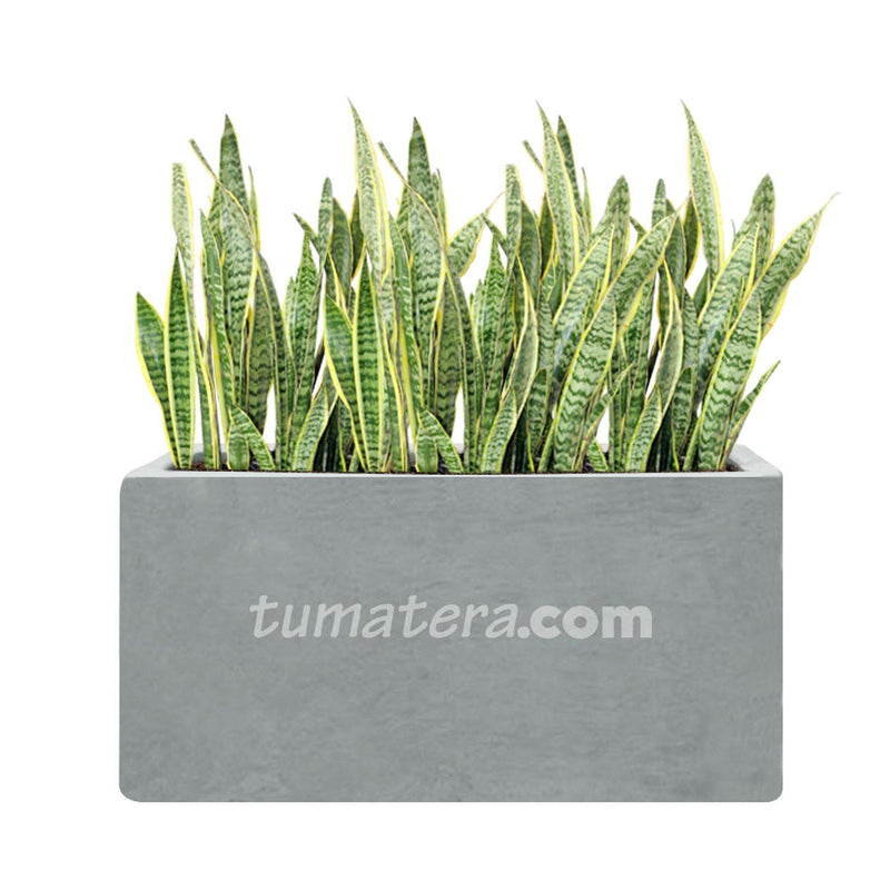 COMBO JARDINERA CEMENTO LISA 100 X 40 CM CON SANSEVIERA- Tumatera.co