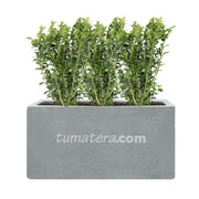 COMBO JARDINERA CEMENTO LISA 100 X 40 CM CON BUXUS- Tumatera.co