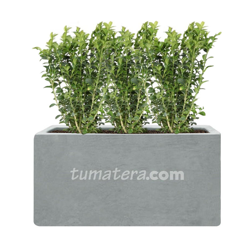 COMBO JARDINERA CEMENTO LISA 100 X 40 CM CON BUXUS- Tumatera.co