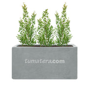 COMBO JARDINERA CEMENTO LISA 100 X 40 CM CON EUGENIAS- Tumatera.co
