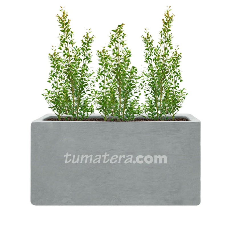 COMBO JARDINERA CEMENTO LISA 100 X 40 CM CON EUGENIAS- Tumatera.co