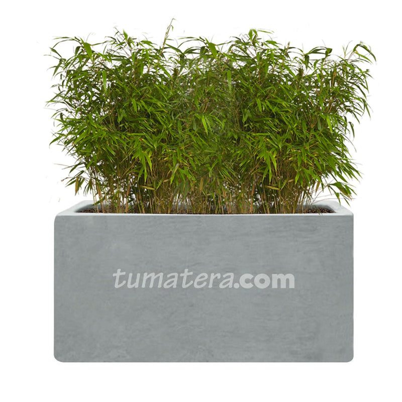COMBO JARDINERA CEMENTO LISA 100 X 40 CM CON BAMBUS- Tumatera.co