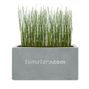 COMBO JARDINERA CEMENTO LISA 100 X 40 CM CON EQUISETUM- Tumatera.co