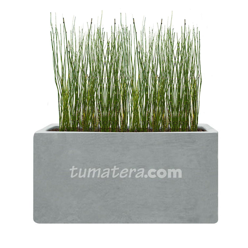 COMBO JARDINERA CEMENTO LISA 100 X 40 CM CON EQUISETUM- Tumatera.co