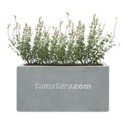 COMBO JARDINERA CEMENTO LISA 100 X 40 CM CON PLANTA SALVIA COLIBRÍ- Tumatera.co