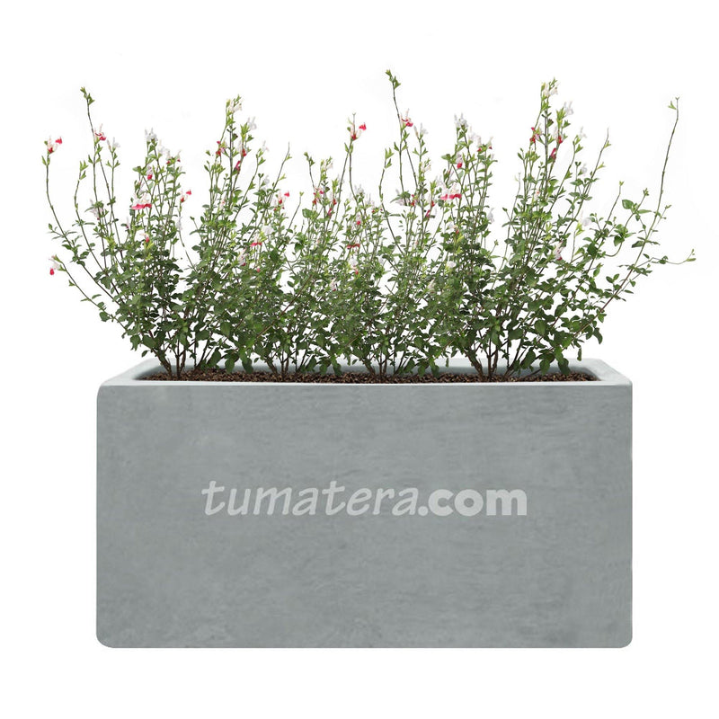 COMBO JARDINERA CEMENTO LISA 100 X 40 CM CON PLANTA SALVIA COLIBRÍ- Tumatera.co