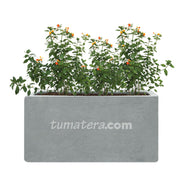 COMBO JARDINERA CEMENTO LISA 100 X 40 CM CON PLANTA MERMELADA- Tumatera.co