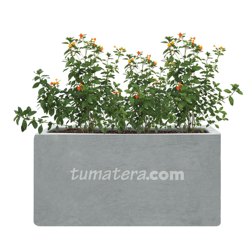 COMBO JARDINERA CEMENTO LISA 100 X 40 CM CON PLANTA MERMELADA- Tumatera.co