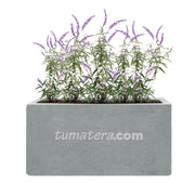 COMBO JARDINERA CEMENTO LISA 100 X 40 CM CON PLANTA SALVIA MEXICANA- Tumatera.co