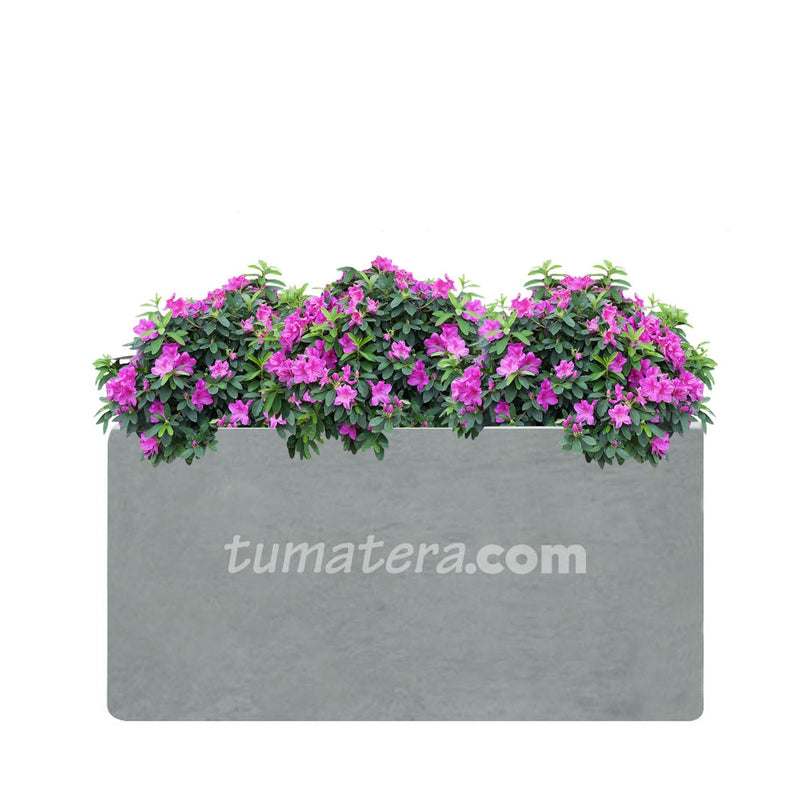 COMBO JARDINERA CEMENTO LISA 100 X 40 CM CON AZALEAS- Tumatera.co