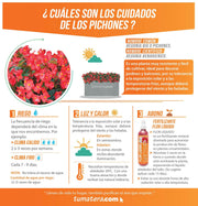 COMBO JARDINERA CEMENTO LISA 100 X 40 CM CON FLORES- Tumatera.co