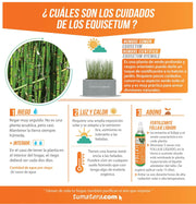 COMBO JARDINERA CEMENTO LISA 100 X 40 CM CON EQUISETUM- Tumatera.co