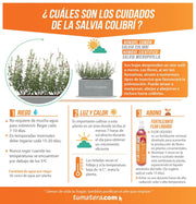 COMBO JARDINERA CEMENTO LISA 100 X 40 CM CON PLANTA SALVIA COLIBRÍ- Tumatera.co