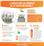 COMBO JARDINERA CEMENTO LISA 100 X 40 CM CON PLANTA SALVIA MEXICANA- Tumatera.co