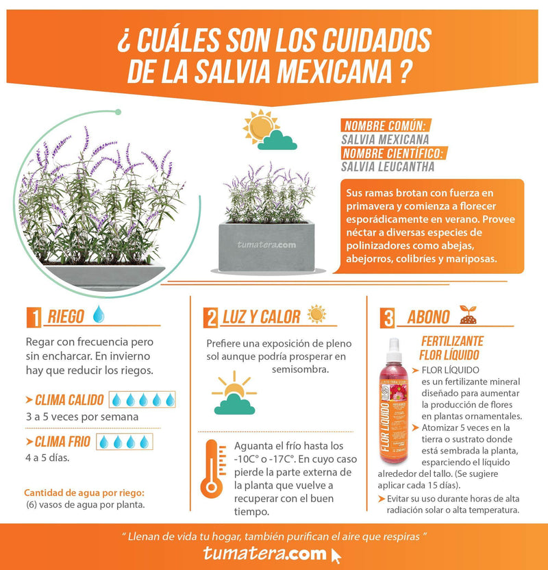 COMBO JARDINERA CEMENTO LISA 100 X 40 CM CON PLANTA SALVIA MEXICANA- Tumatera.co