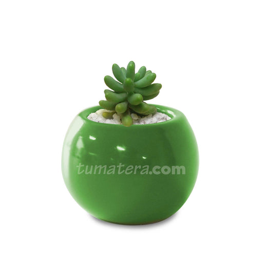 COMBO MATERA CERÁMICA 4 CM SUCULENTA BANANITOS MINI- Tumatera.co