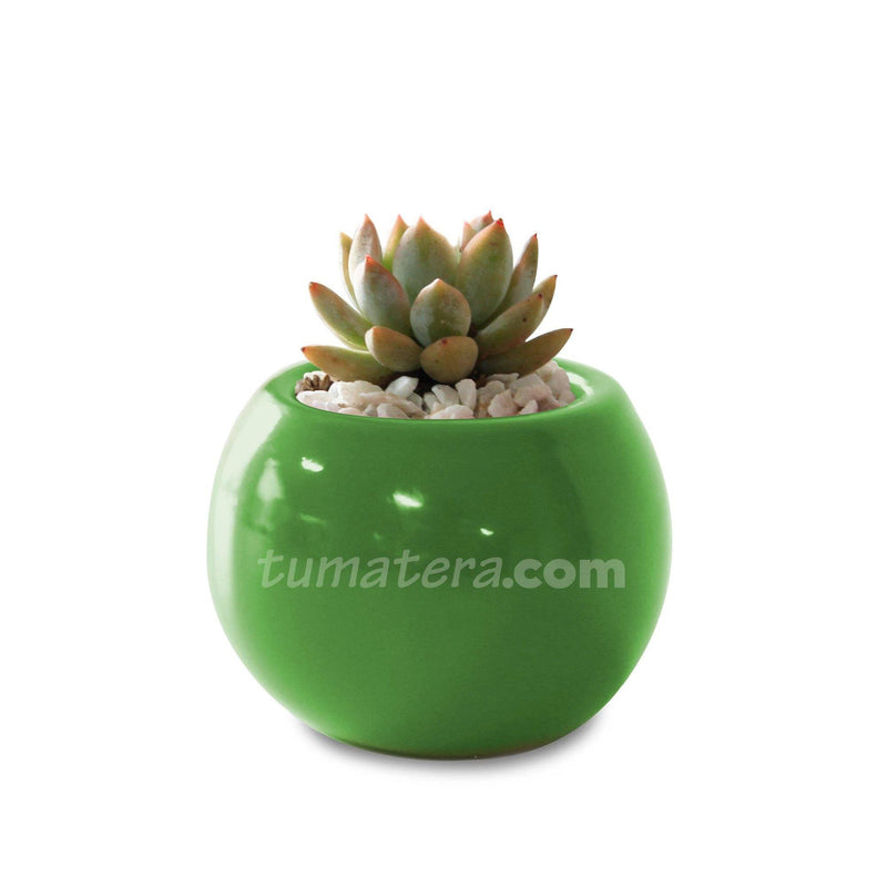 COMBO MATERA CERÁMICA 4 CM CON SUCULENTA MINI- Tumatera.co