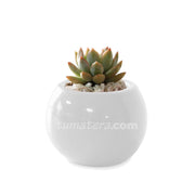 COMBO MATERA CERÁMICA 4 CM CON SUCULENTA MINI- Tumatera.co