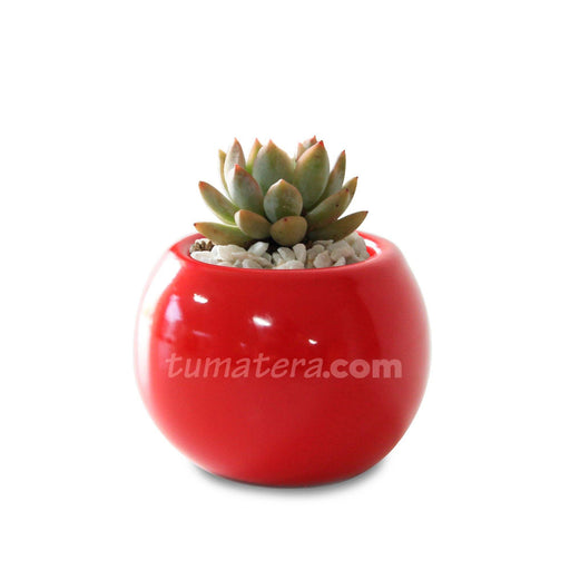 COMBO MATERA CERÁMICA 4 CM CON SUCULENTA MINI- Tumatera.co