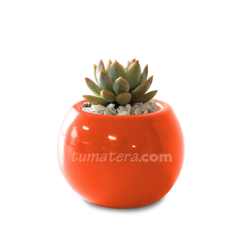 COMBO MATERA CERÁMICA 4 CM CON SUCULENTA MINI- Tumatera.co