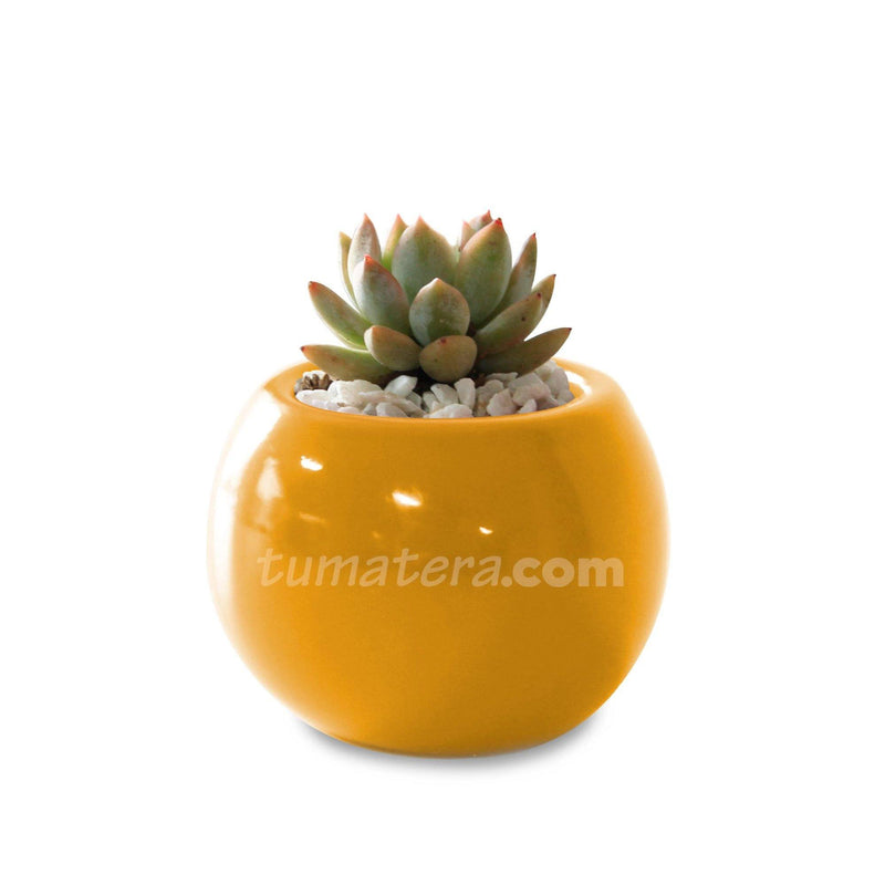 COMBO MATERA CERÁMICA 4 CM CON SUCULENTA MINI- Tumatera.co
