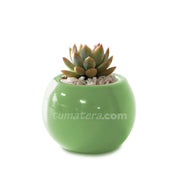 COMBO MATERA CERÁMICA 4 CM CON SUCULENTA MINI- Tumatera.co